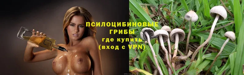 Псилоцибиновые грибы Psilocybe  как найти закладки  Нюрба 